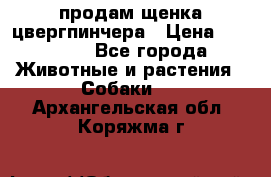 продам щенка цвергпинчера › Цена ­ 15 000 - Все города Животные и растения » Собаки   . Архангельская обл.,Коряжма г.